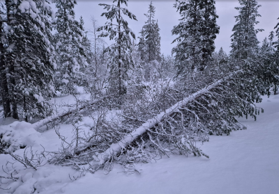 Näyttökuva 2025-12-29 210808.png